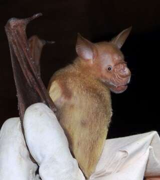 Image of Commerson's Leafnosed Bat