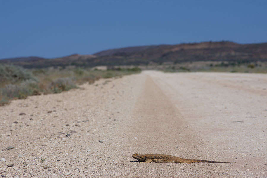 Image of Central bearded dragon