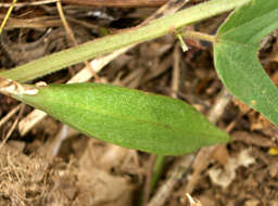 Image of Passiflora capsularis L.