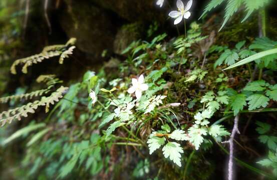 Sivun Dichocarpum stoloniferum (Maxim.) W. T. Wang & Hsiao kuva