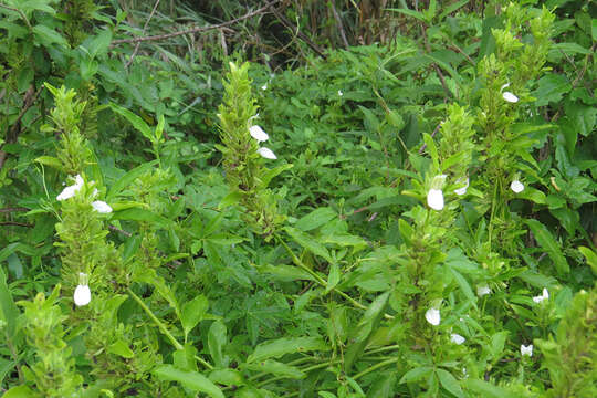 Image de Poikilacanthus glandulosus (Nees) L. Ariza Espinar