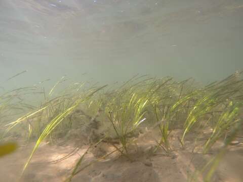 Image of Eelgrass