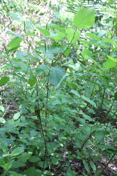 Image de Acalypha cincta Müll. Arg.