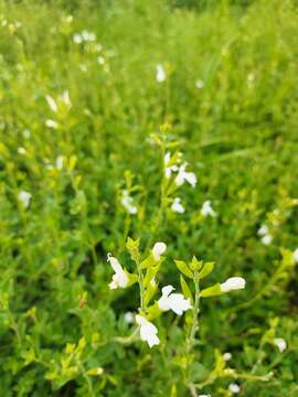 Salvia microphylla var. microphylla resmi