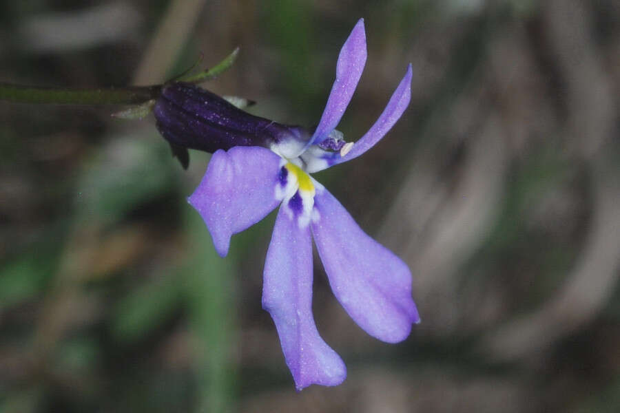 Image of Diastatea tenera (A. Gray) McVaugh