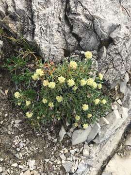 Image of rockjasmine buckwheat