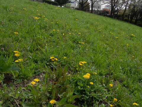 Image of Taraxacum platycarpum Dahlst.