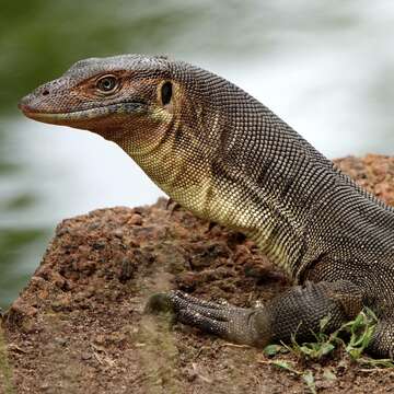 Image of Mertens's Water Monitor