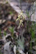 Image de Caladenia xantha Hopper & A. P. Br.