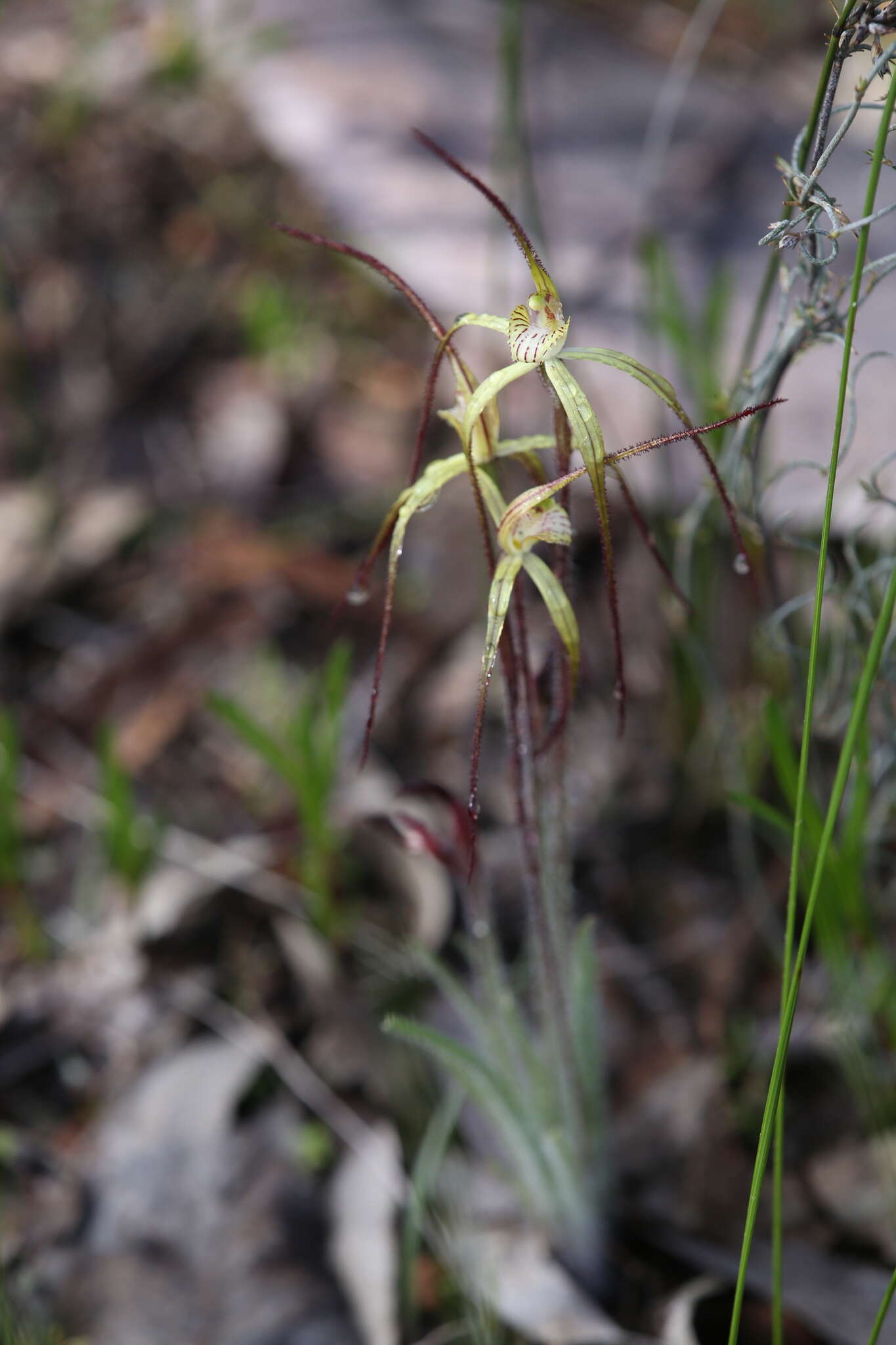 Image de Caladenia xantha Hopper & A. P. Br.