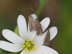 Image of Metriotes lutarea Haworth 1828