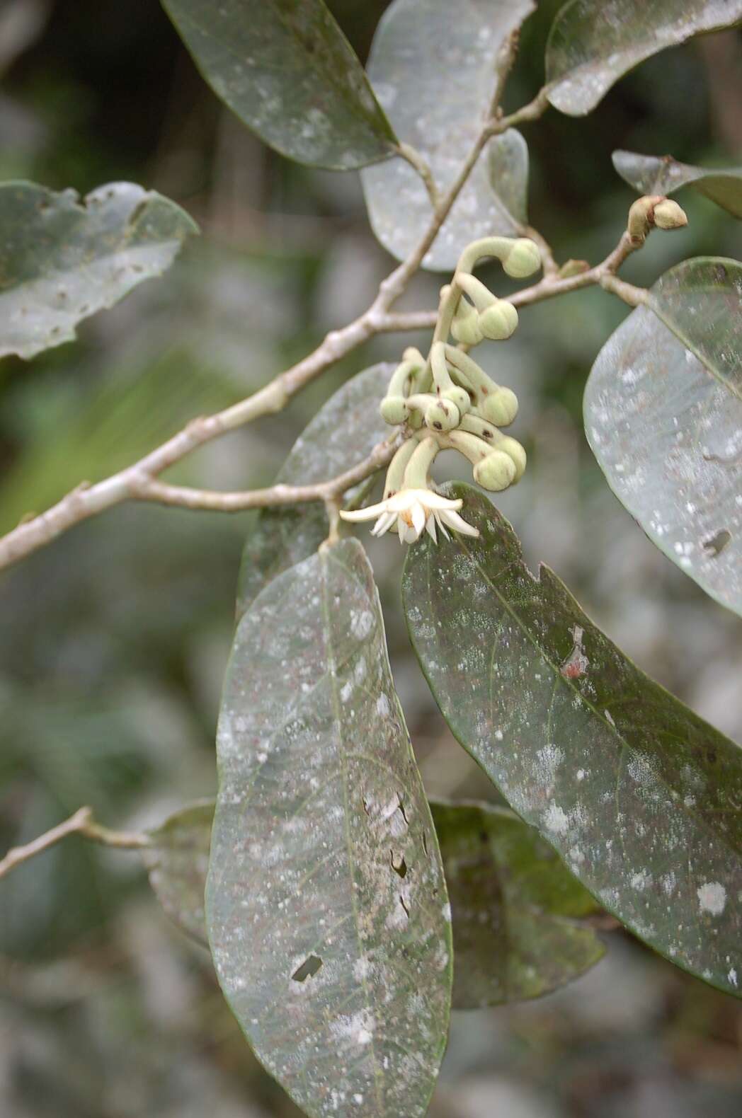 Imagem de Mortoniodendron ocotense Ishiki & T. Wendt