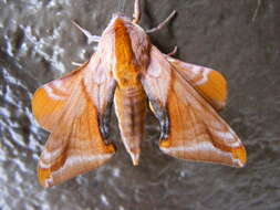 Image of Huckleberry Sphinx