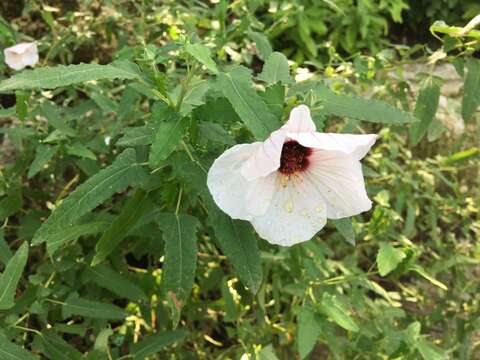 Imagem de Pavonia hastata Cav.