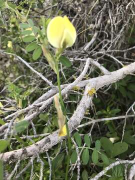 Imagem de Vicia hybrida L.