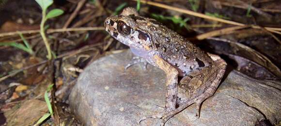 Image of Leptobrachella fritinniens (Dehling & Matsui 2013)