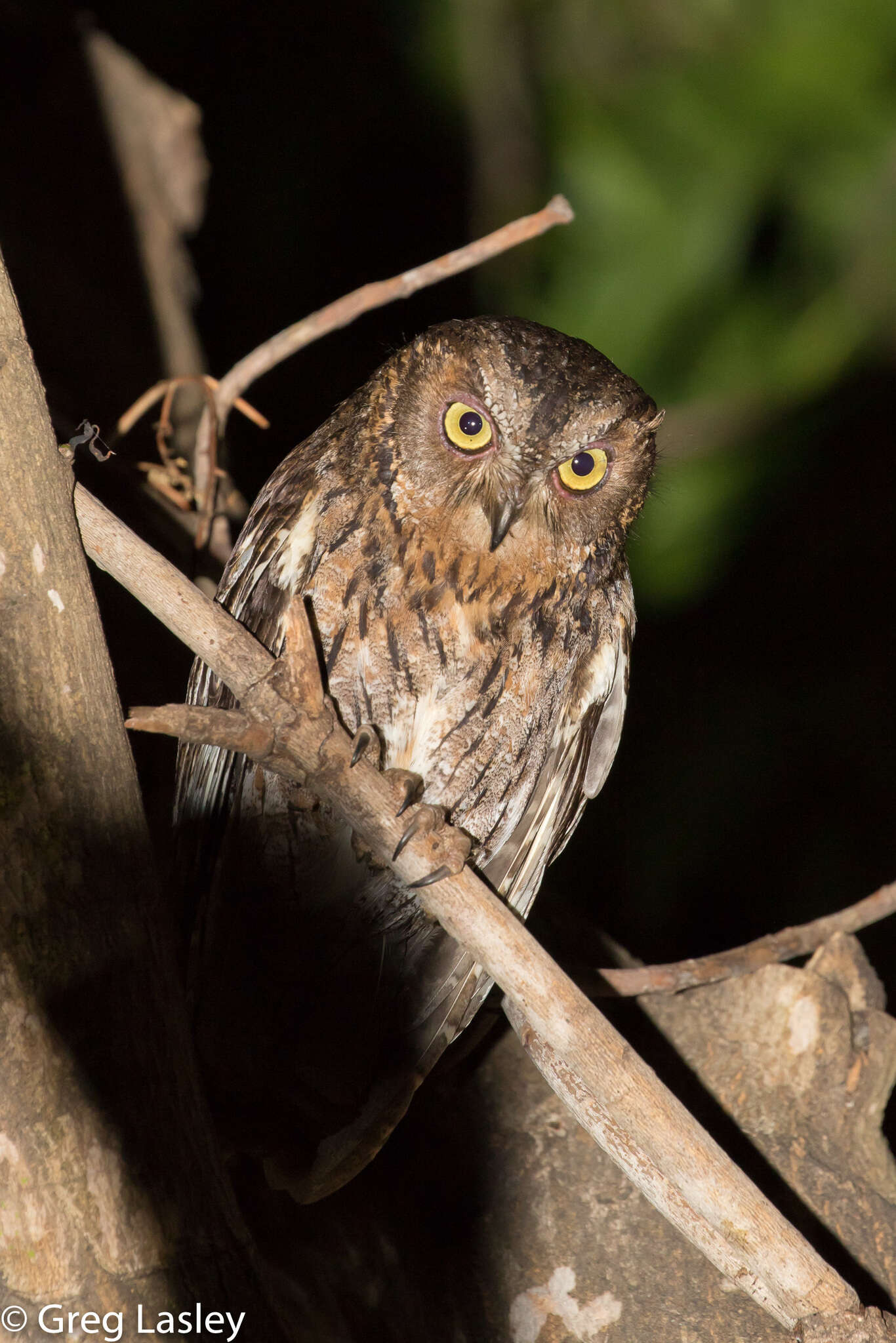 Image of Madagascar Scops-owl