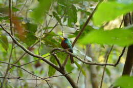 Image of Blue-cheeked Jacamar