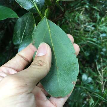 Image of Cinnamomum kotoense Kaneh. & Sasaki