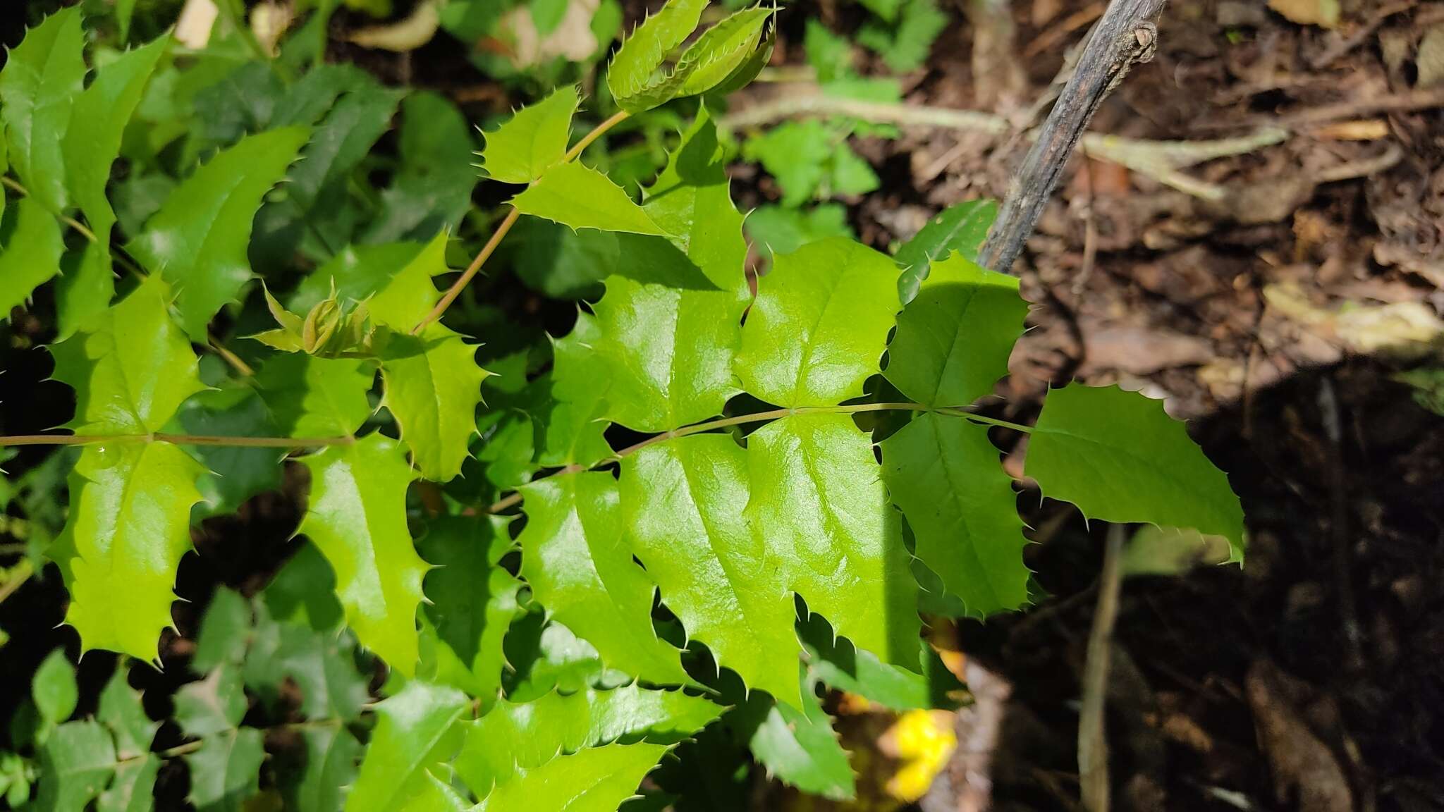 Image of Berberis moranensis Schult. & Schult. fil.