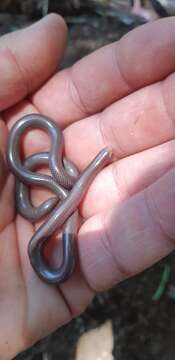 Image of Delalande's Beaked Blind Snake