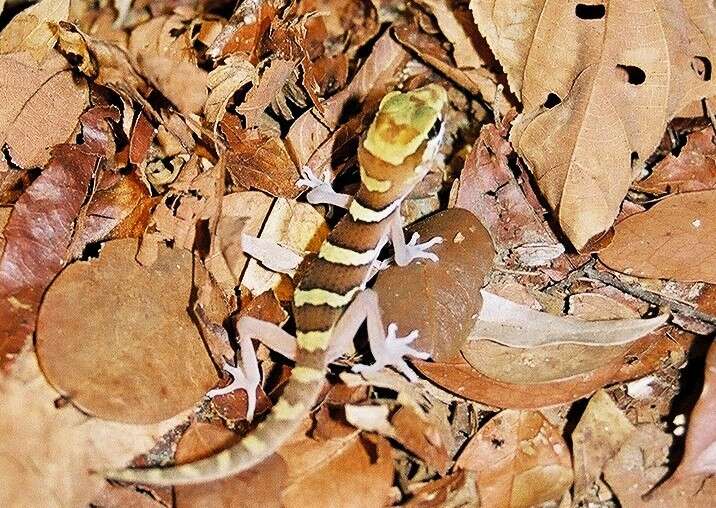 Image of Panther Gecko