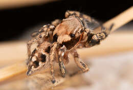 Image of Habronattus ciboneyanus Griswold 1987