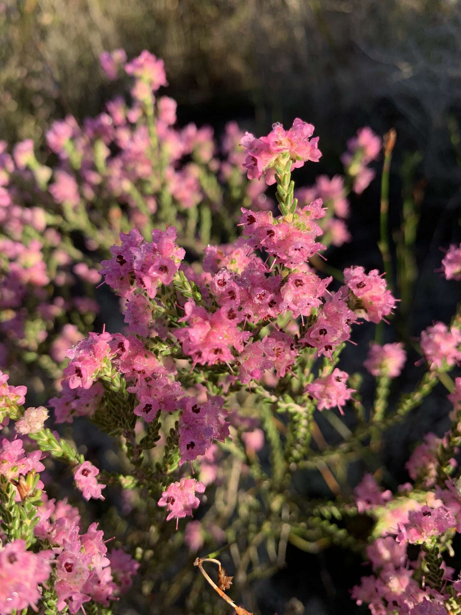 Image of Erica plumosa Thunb.