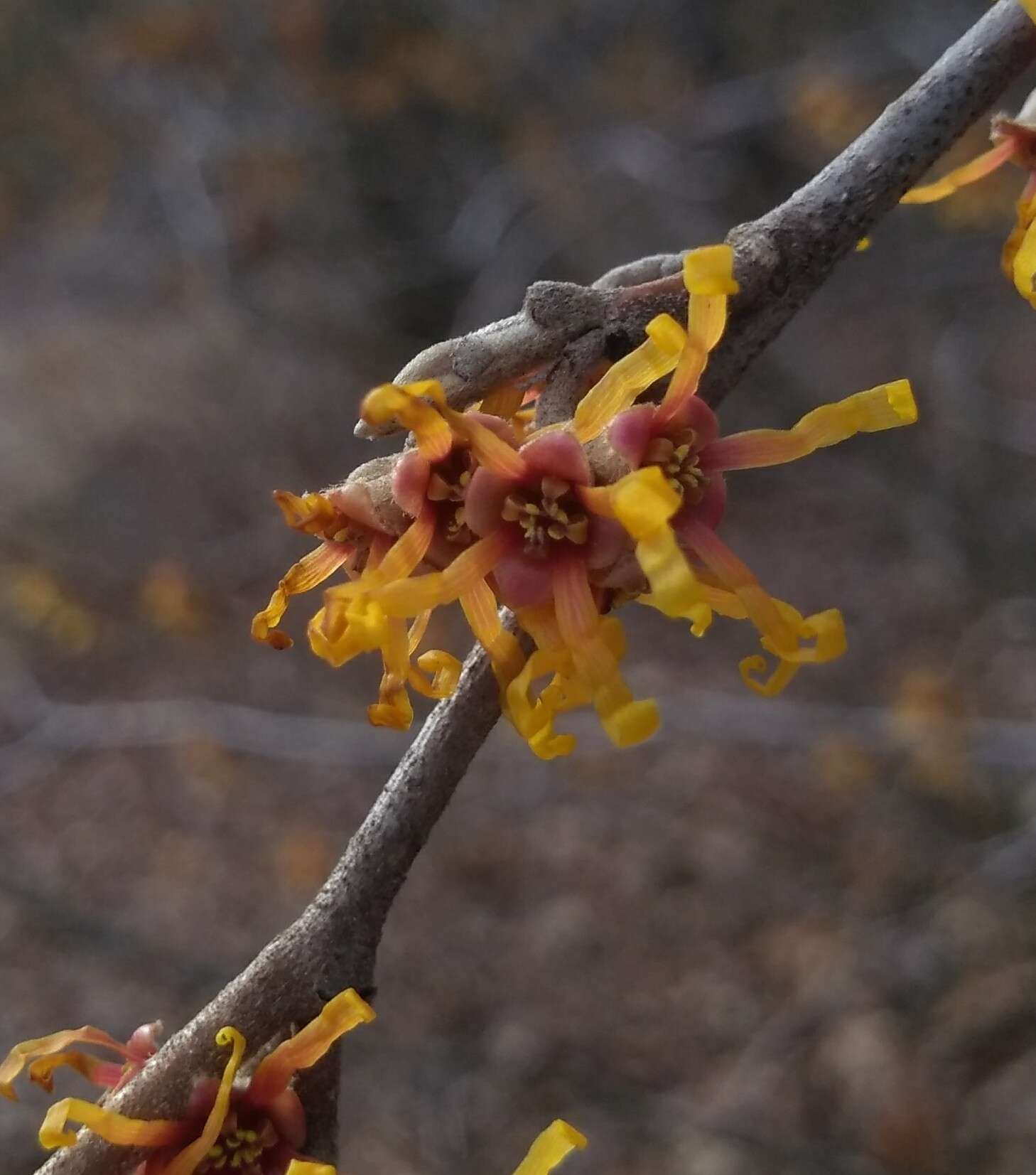 Image of Ozark Witch-Hazel