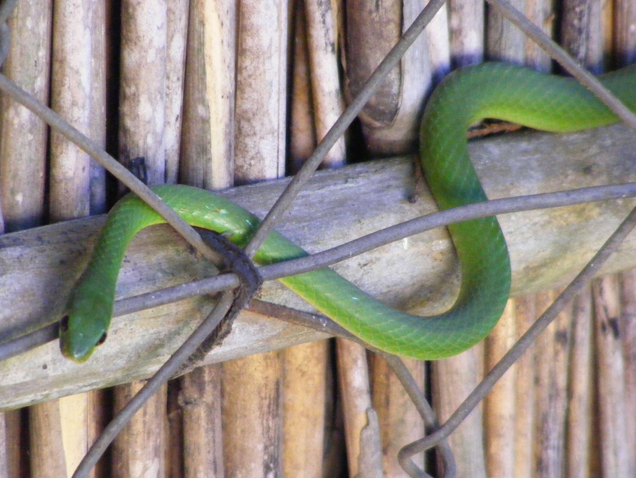 Image of Green Water Snake