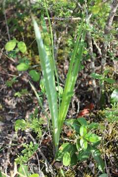 Image of Hemiphylacus latifolius S. Watson