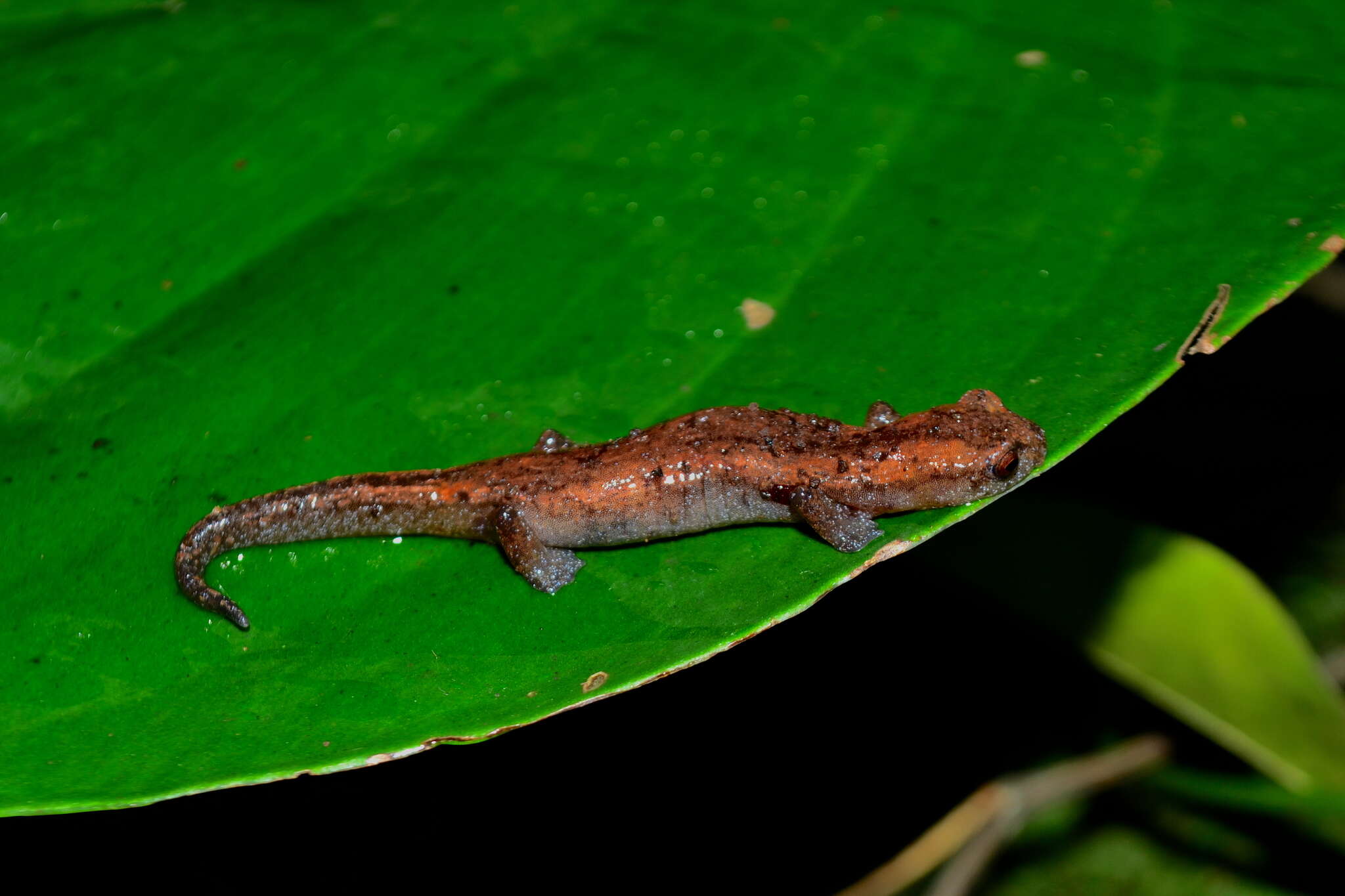 Image of Southern Banana Salamander