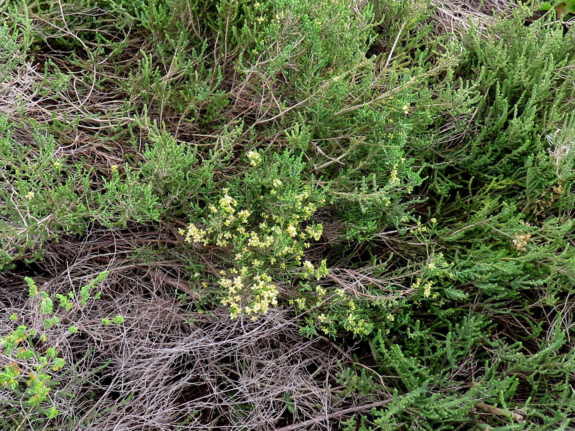 Image of Passerina paleacea Wikstr.