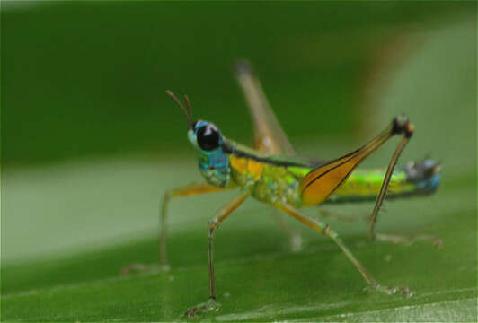 Image of Eumastax equatoriana Descamps 1973