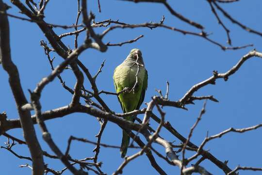 صورة Myiopsitta monachus monachus (Boddaert 1783)