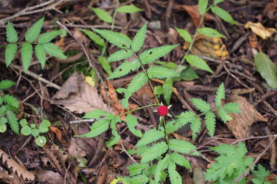 Image of strawberry raspberry