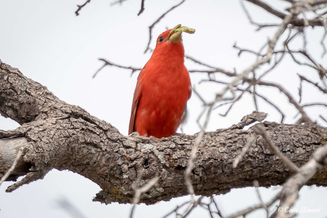 Imagem de Piranga rubra cooperi Ridgway 1869