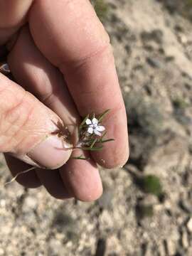 Image of dwarf ipomopsis