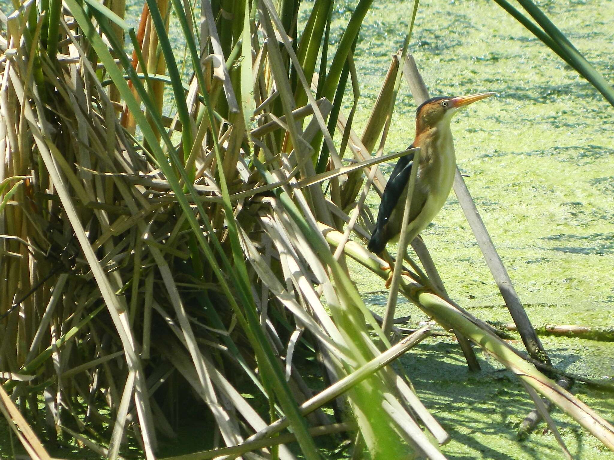 Image of Least Bittern