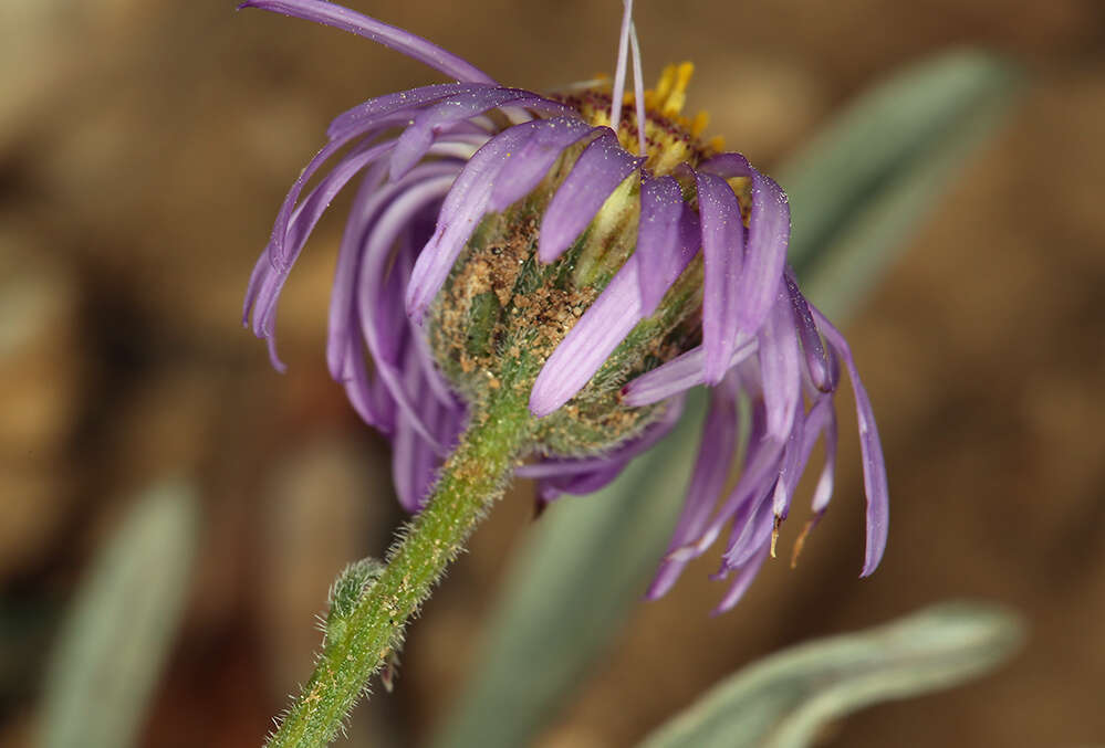 Слика од Erigeron clokeyi var. pinzliae G. L. Nesom