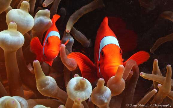 Image de Amphiprion biaculeatus (Bloch 1790)