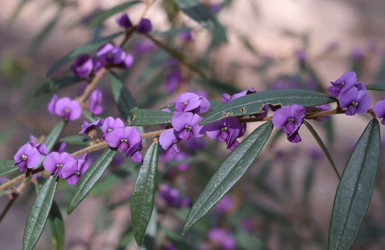 Слика од Hovea acutifolia G. Don