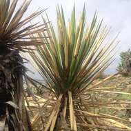 Imagem de Yucca periculosa Baker