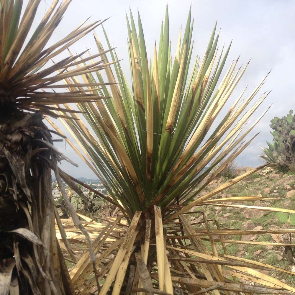 Image of Yucca periculosa Baker