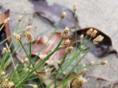 Plancia ëd Eleocharis geniculata (L.) Roem. & Schult.