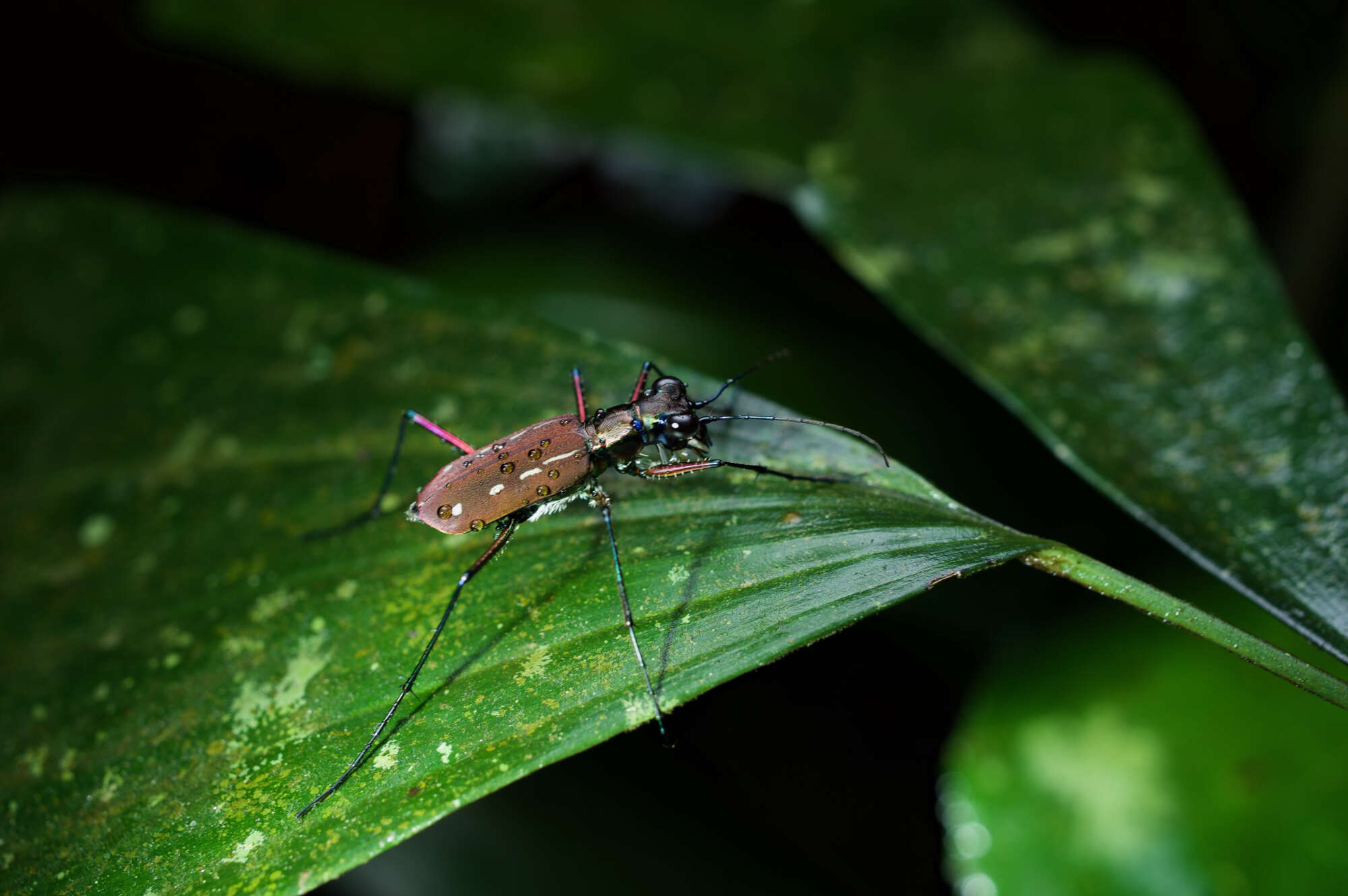 Plancia ëd Cicindela (Calochroa) lacrymans Schaum 1863