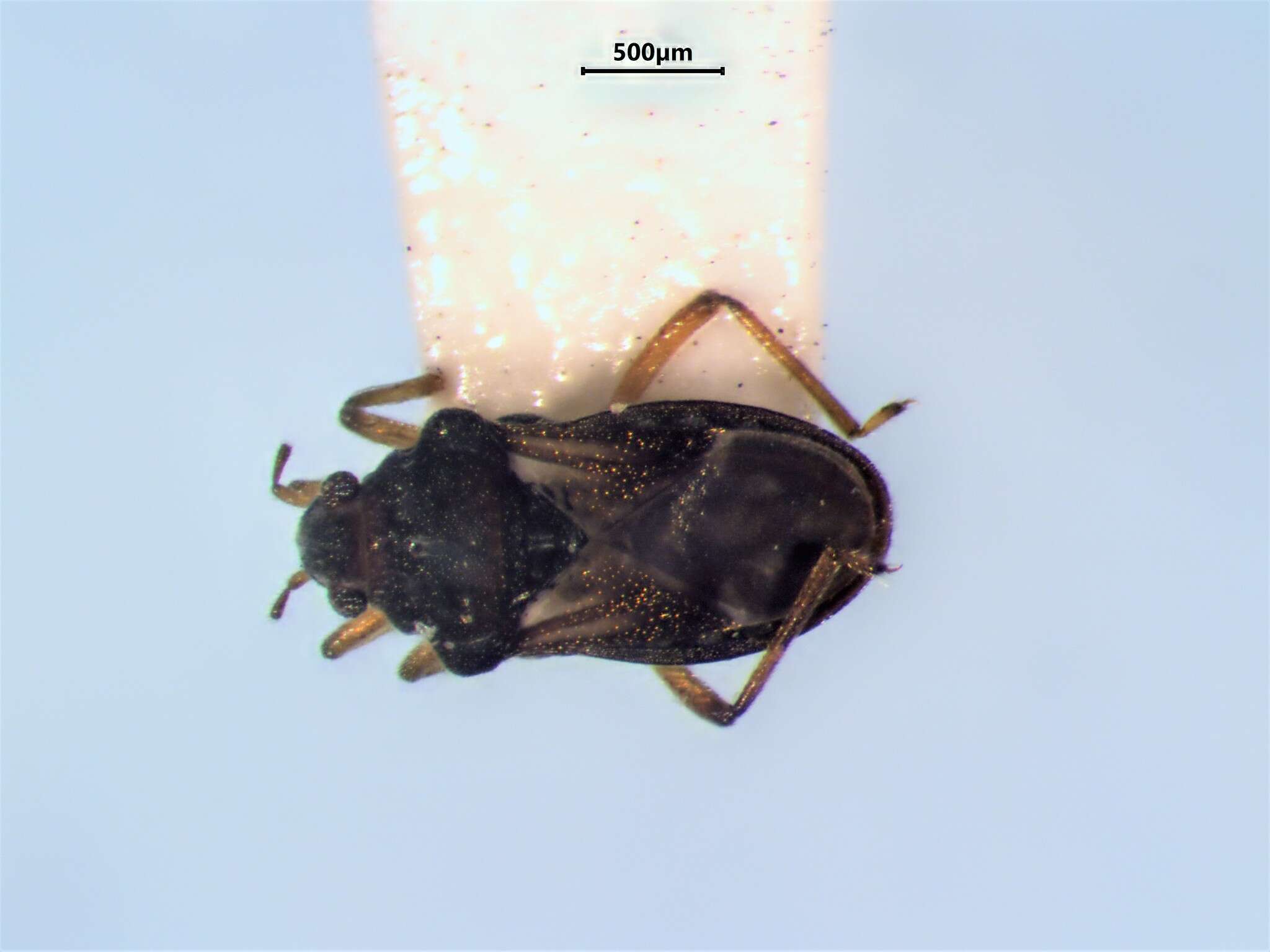 Image of Bueno's Velvet Water Bug