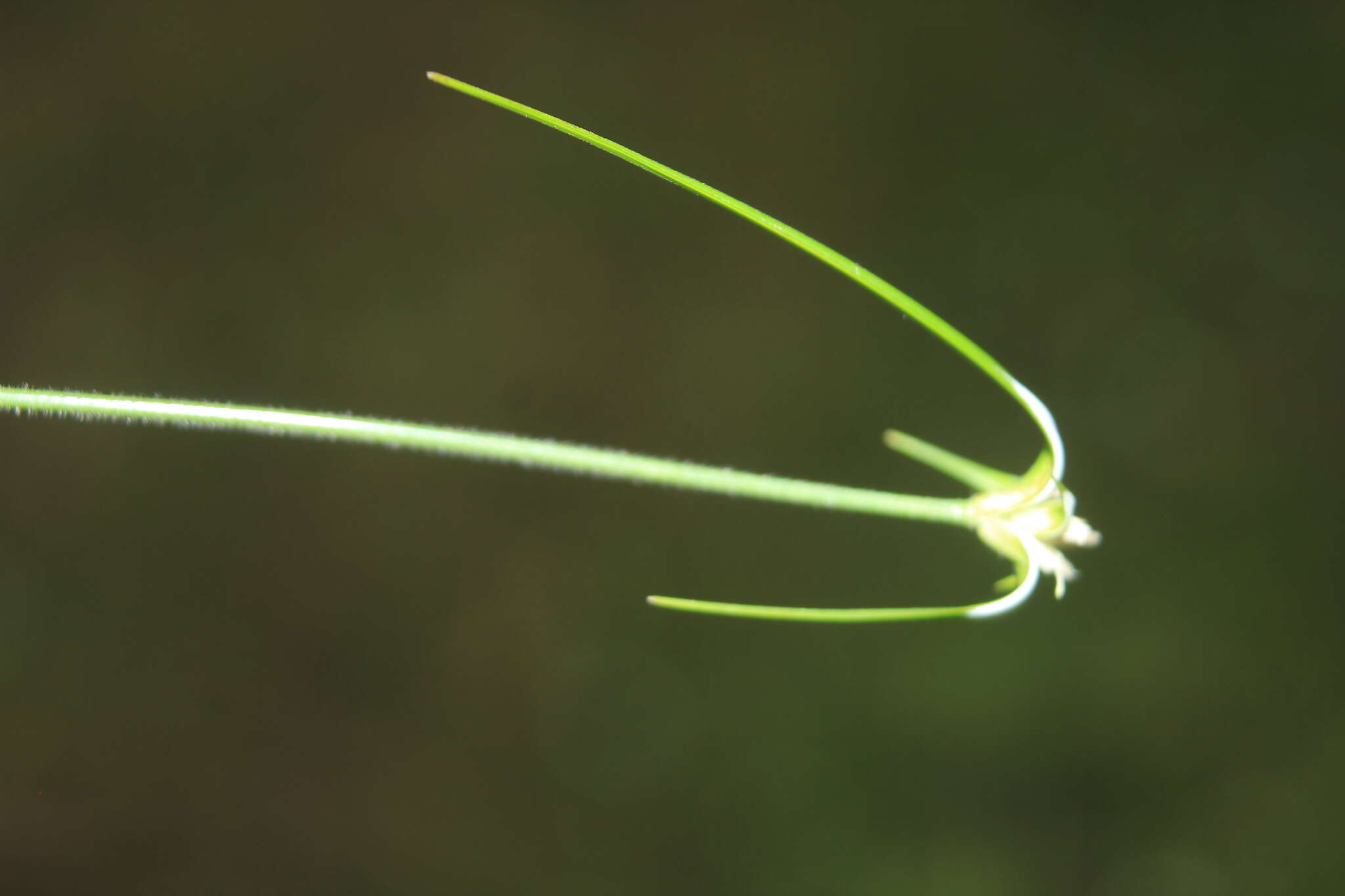 Image of Rhynchospora blepharophora (J. Presl & C. Presl) H. Pfeiff.