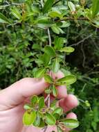 Image de Pyracantha koidzumii (Hayata) Rehd.