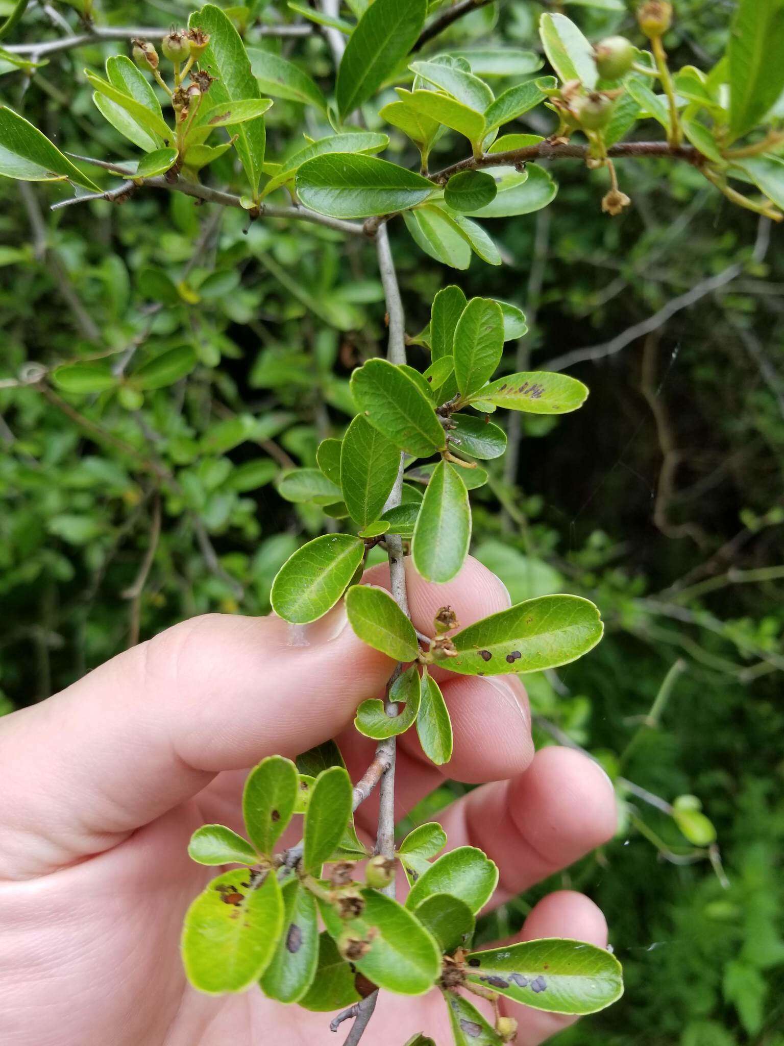 Image de Pyracantha koidzumii (Hayata) Rehd.